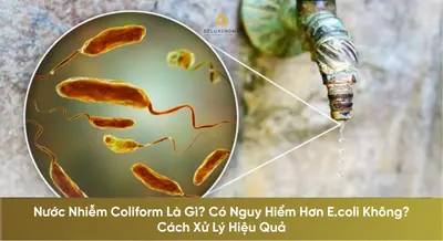 Nước Nhiễm Coliform Là Gì? Có Nguy Hiểm Hơn E.coli Không? Cách Xử Lý Hiệu Quả